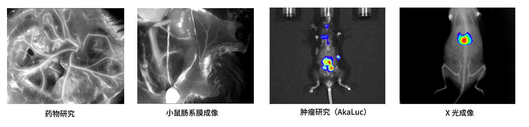 AniView Phoenix全光譜動物活體成像系統(tǒng)應(yīng)用案例