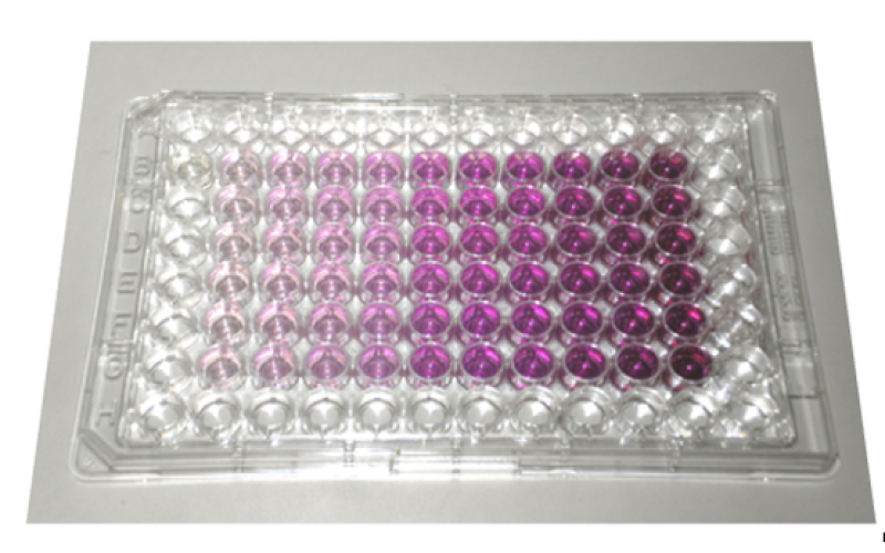 細胞毒性檢測服務（CCK-8法）